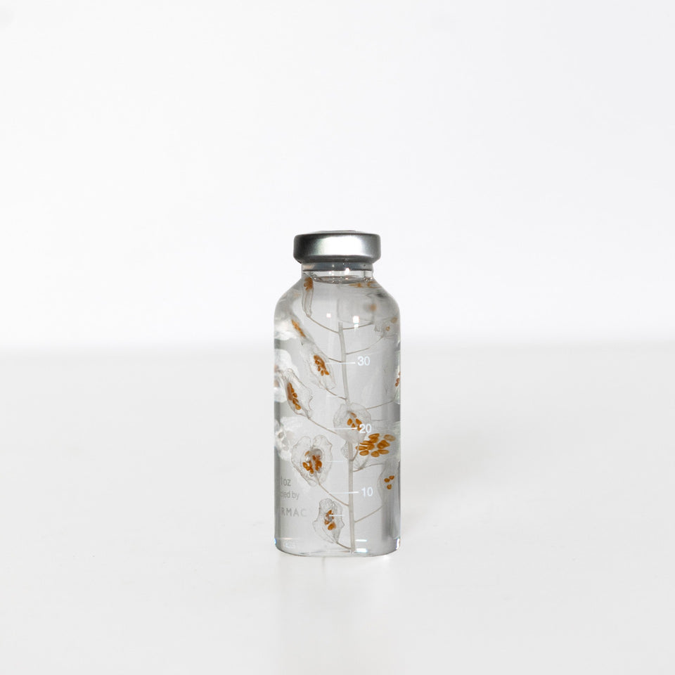 Planzenprobe Capsella Bursa-Pastoris braun klein