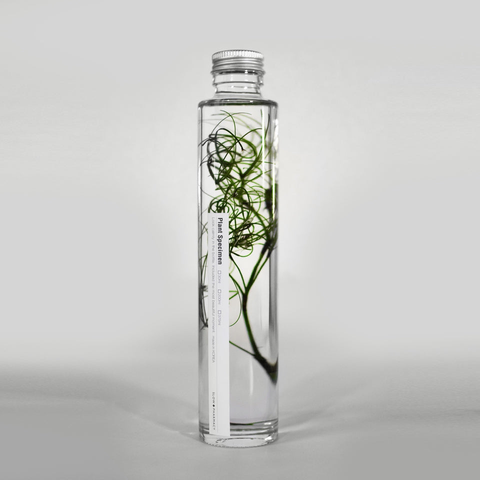 Planzenprobe Goanna Claw groß