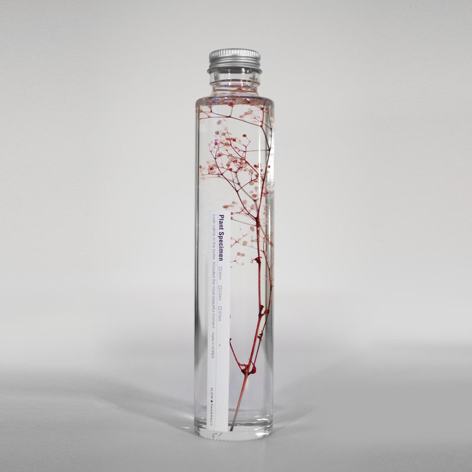 Pflanzenprobe Gypsophila Elegans groß