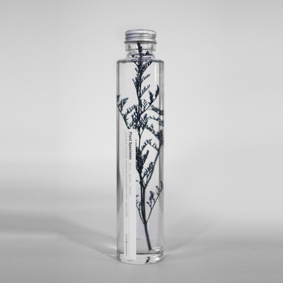 Pflanzenprobe Limonium Tetragonum groß