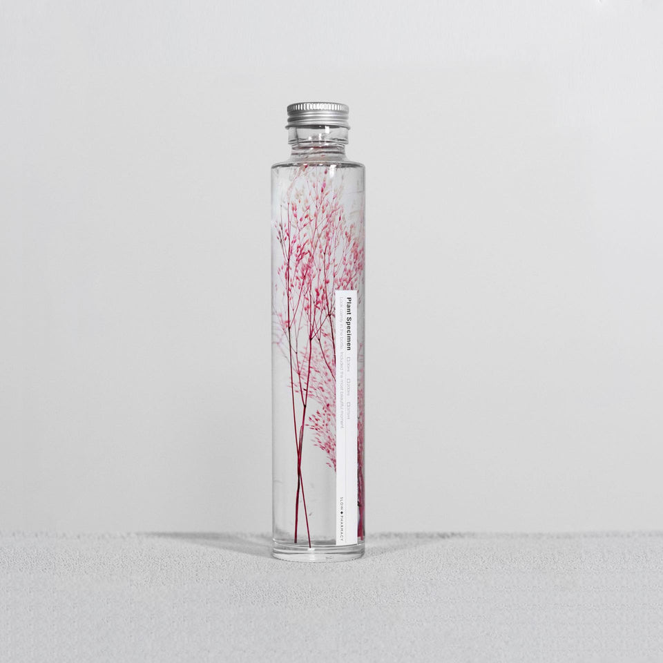 Pflanzenprobe Peacock grass rosa groß